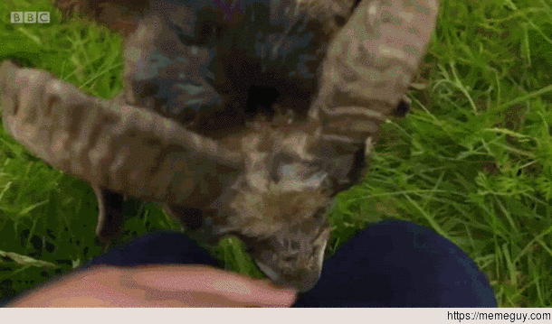 Crazy goat