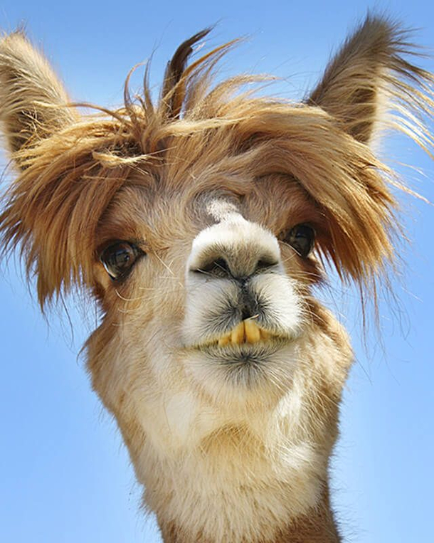 Crazy hair This alpaca might want to consider a new hairdresser