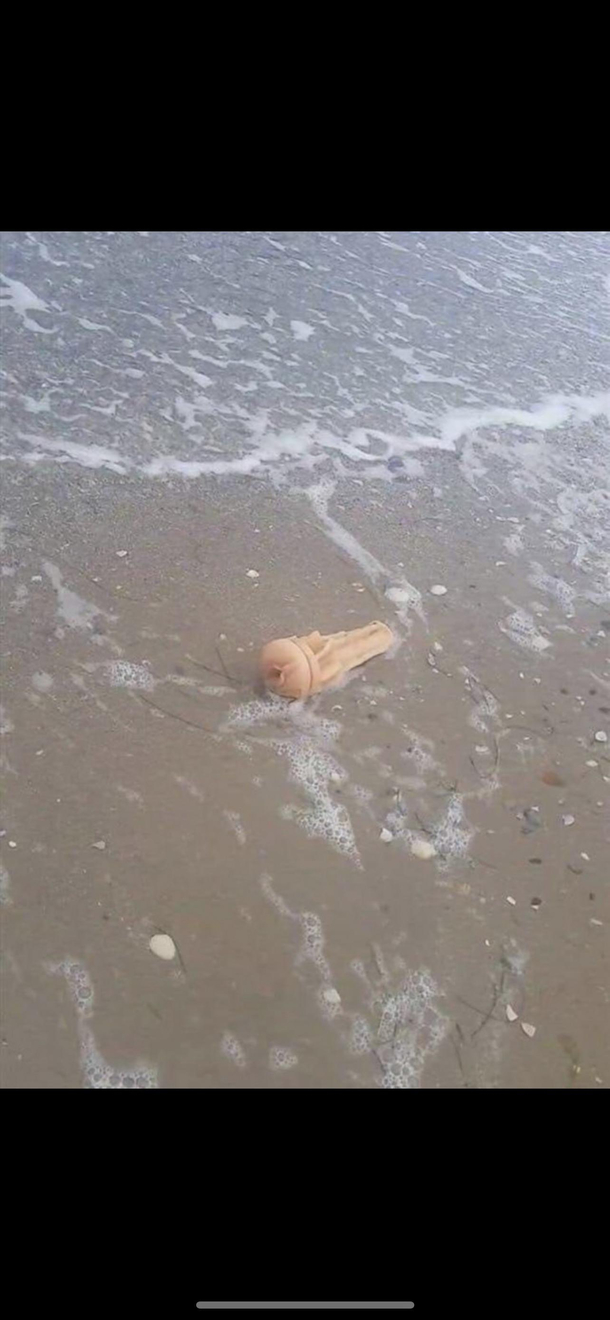 Credit toptierontop on Instagram what kind of jelly fish is this