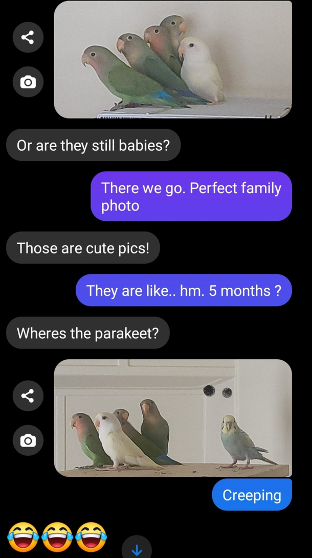 Creep bird