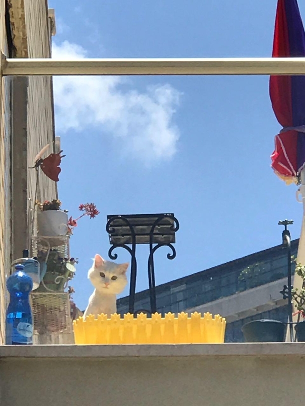 Creepy cat comes out every morning to silently judge me