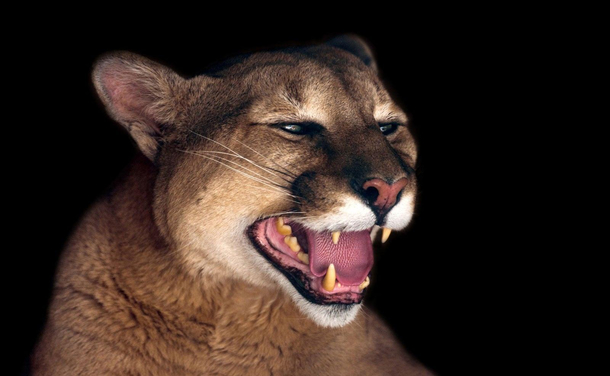 Creepy cat made me Puma pants