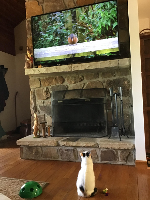 Critical Zoom meeting to discuss possible detente