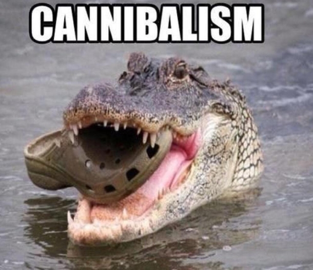 Croc vs Croc