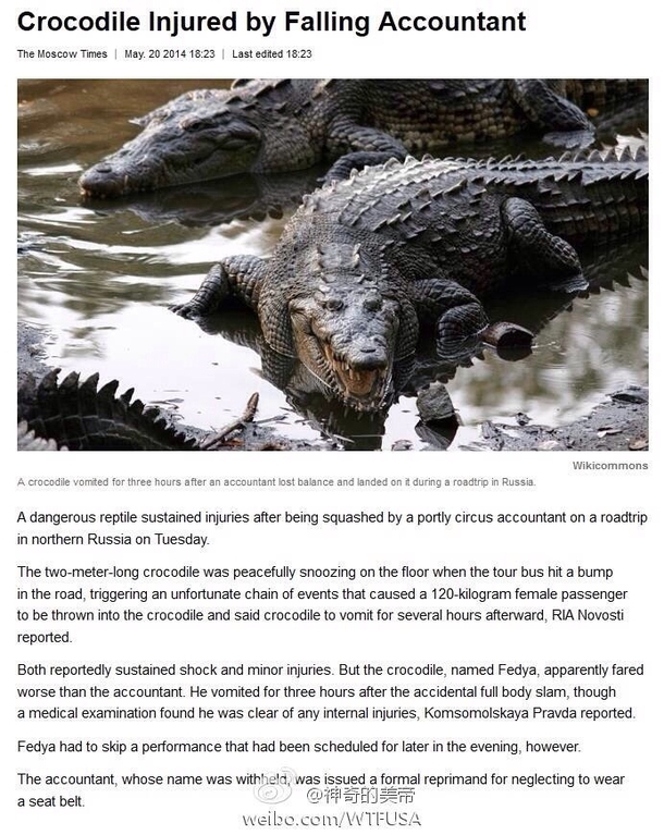 Crocodile injured by a falling accountant A sentence I thought I will never read in my entire life