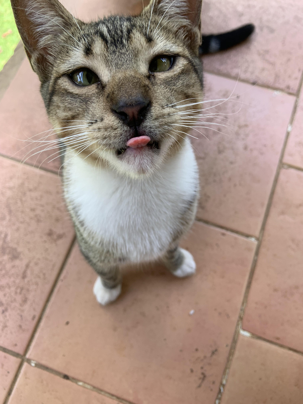 Cross eyed kitty