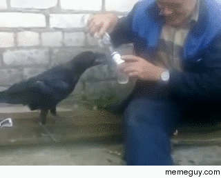 Crow asks for vodka