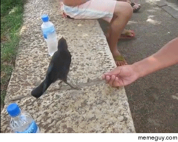 Crow asks for water