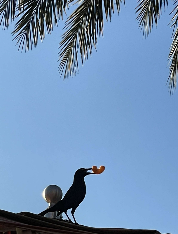 Crow discovers cheeto puff