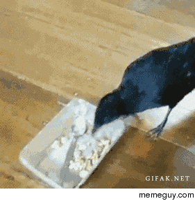 Crow feeding a cat amp dog