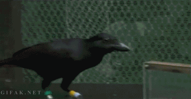 Crows have shown themselves to be the worlds most intelligent animals