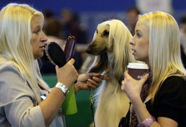 Crufts Dog Show 