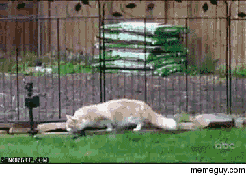 Curiosity sprayed the cat