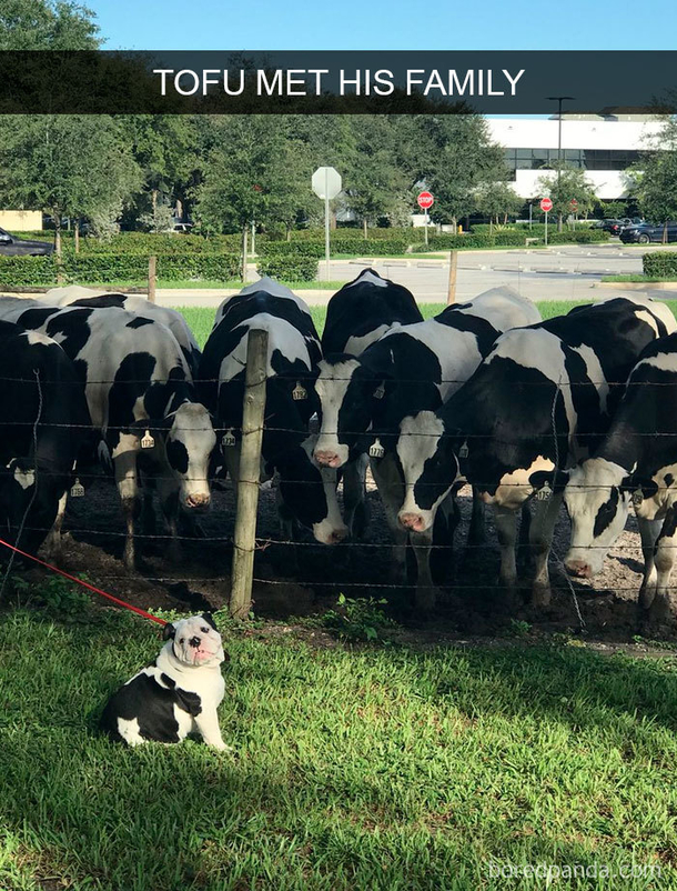 Curious cows about their newest family member