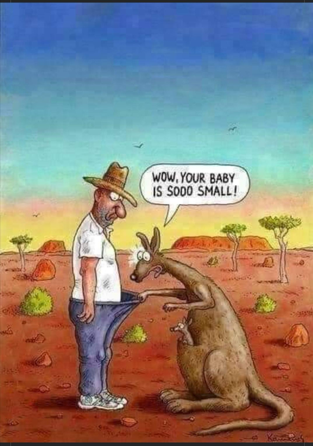Curious kangaroo