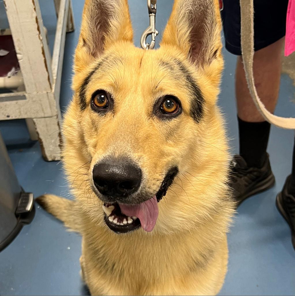 Currently searching for a rescue dog to adopt and came across this guy pretty sure hes part pikachu