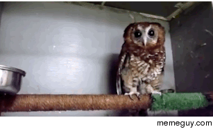 Cute baby owl wants to be fed