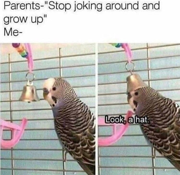 Cute birb