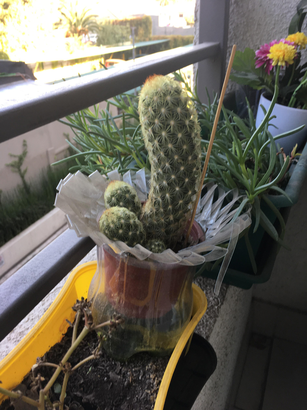 Cute cactus on my friends balcony 