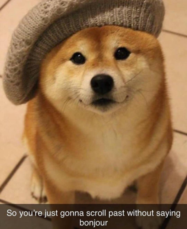 Cute dog - Meme Guy