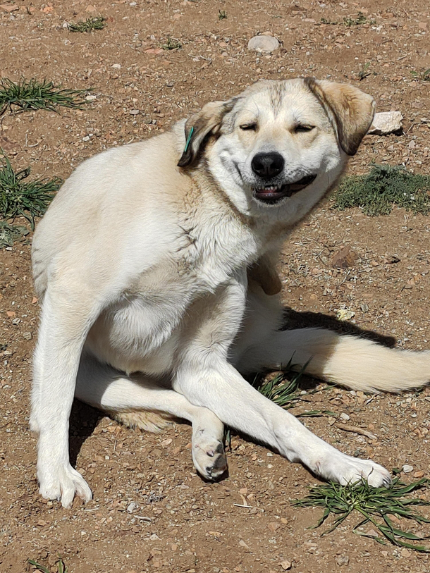 Cute dog