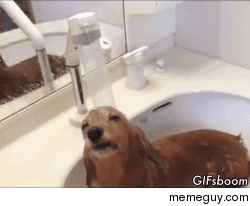 Cute dog enjoying a shower