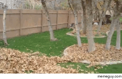 cute dog playing in leaves