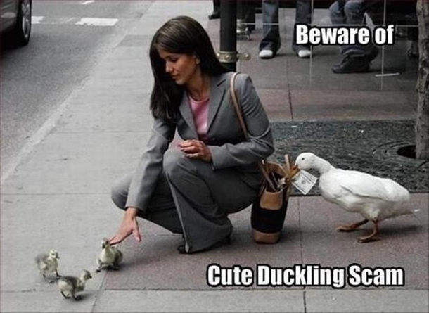 Cute Duckling SCAM 