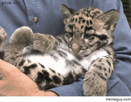 cute gif