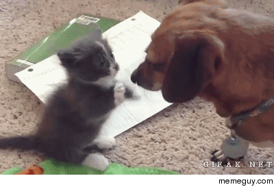 Cute kitty and dachshund