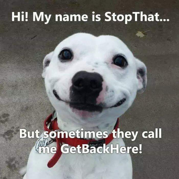 Cute little good boy