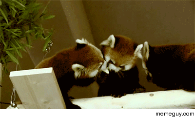 Cute on Cute Crime
