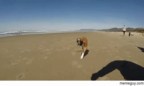 Cute puppy running down the beach Wait for it