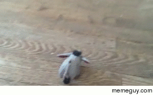 Cute weasel snatching a donkey