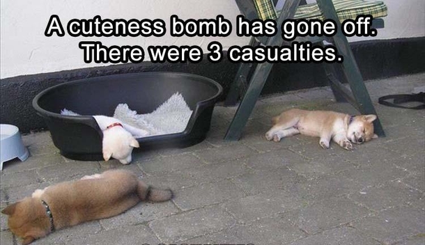 Cuteness bomb