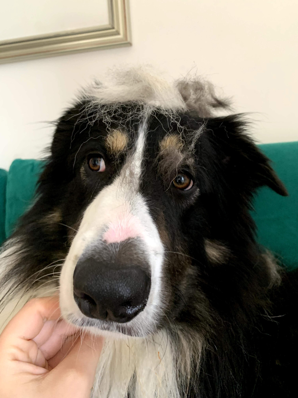 cutest doggo