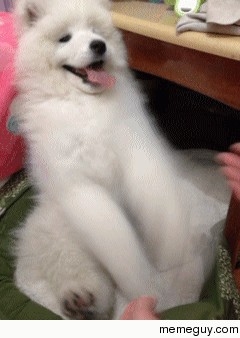 Cutest gif you will see today