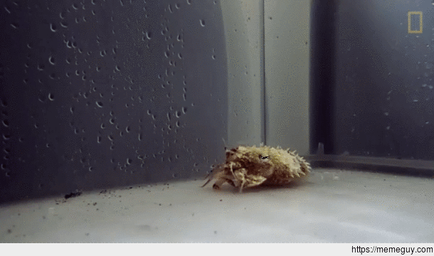 Cuttlefish mimicking a hermit crab