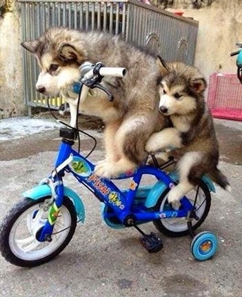 cycling is good excercise if you are a little husky