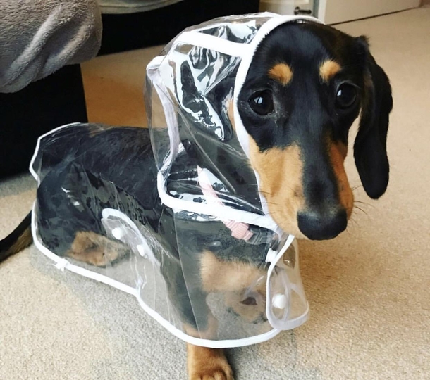 Dachshund is ready for the rain