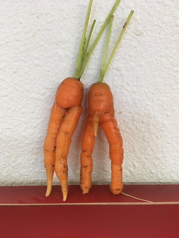Dad sent me this picture in a text saying I think I know why we had such a great carrot crop this year