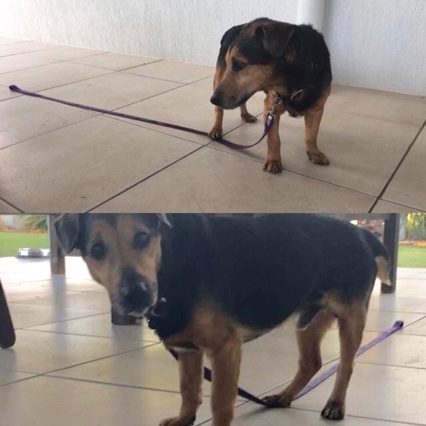 Dad took our dog Archie for a walk When they got back Dad went to eat breakfast He came back outside afterwards to see Archie was stuck His back foot was on the lead so it strained when he walked forward So he was trapped Dad lifted his back foot and save