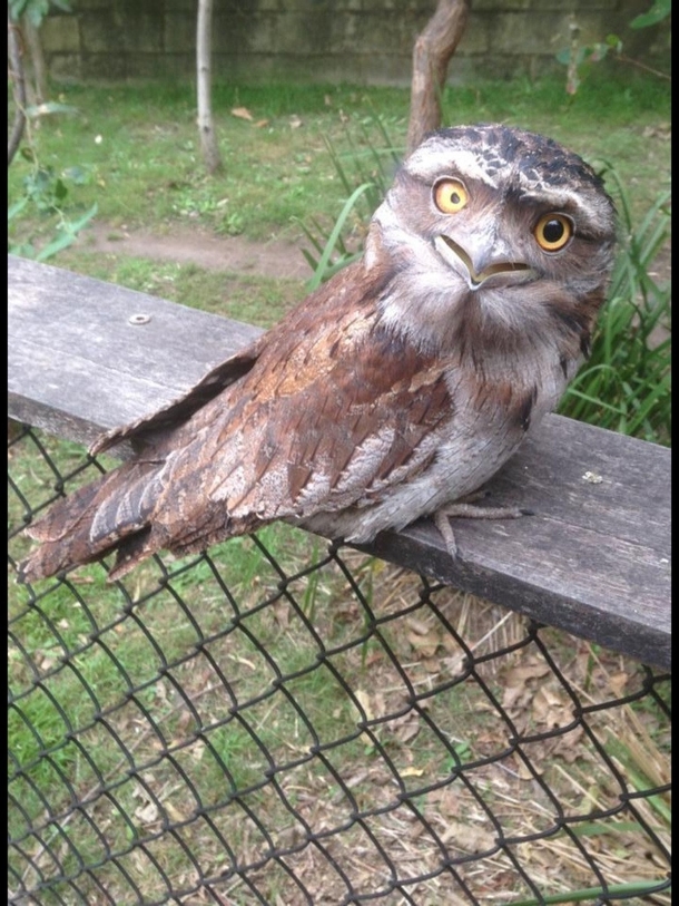 Dad took this photo of an amusing bird