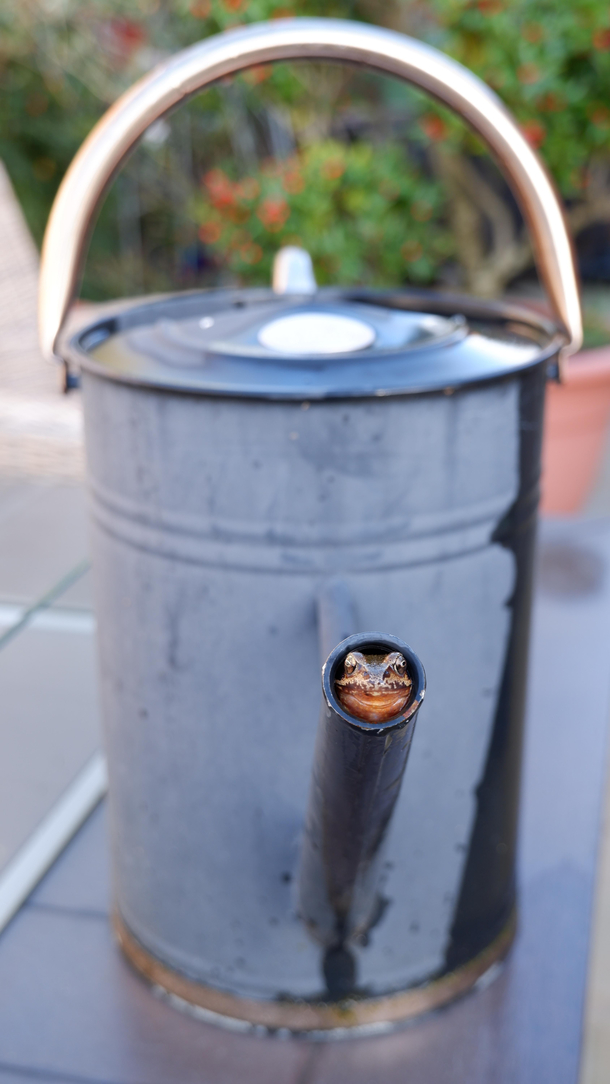 Dad was complaining that the flow on the watering can was being weird I found the culprit