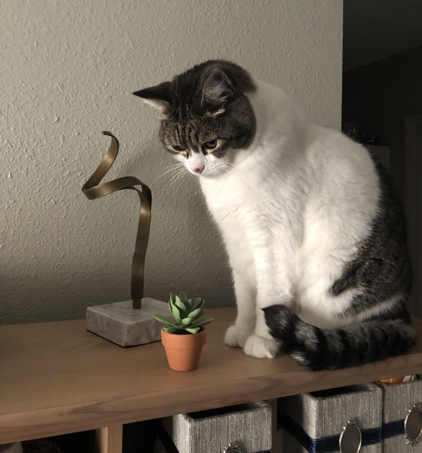 Daily Cat Contemplations The internal conflict of good and evil is unbearable at times