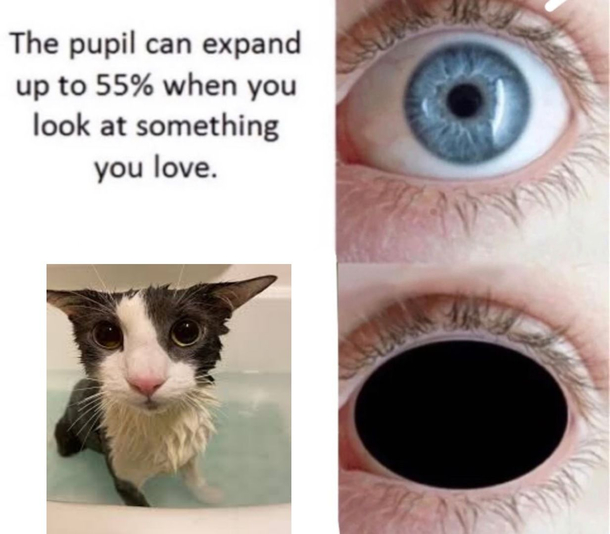 daily soggy cat