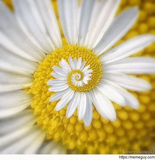 Daisy Fibonacci