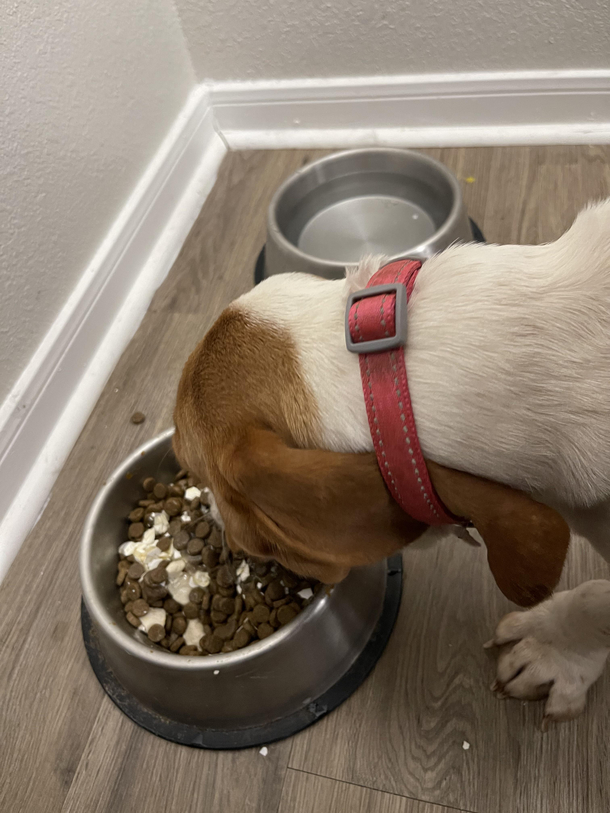 Daisys ears kept getting in her dinner had to take  preventative measures