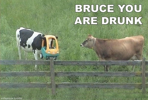 Dammit Bruce