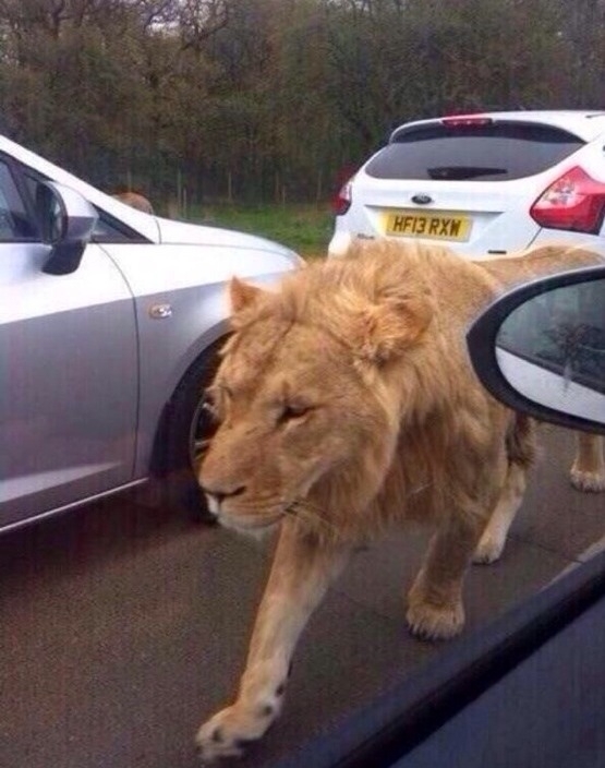 Dammit who started a game of Jumanji